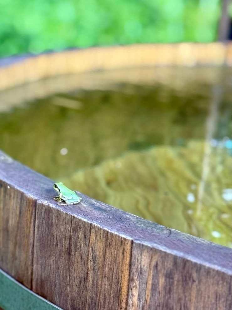 ととのう 東原妙子 サウナ Earthboat 黒姫 湧水 天然水 水風呂 グランピング カエル