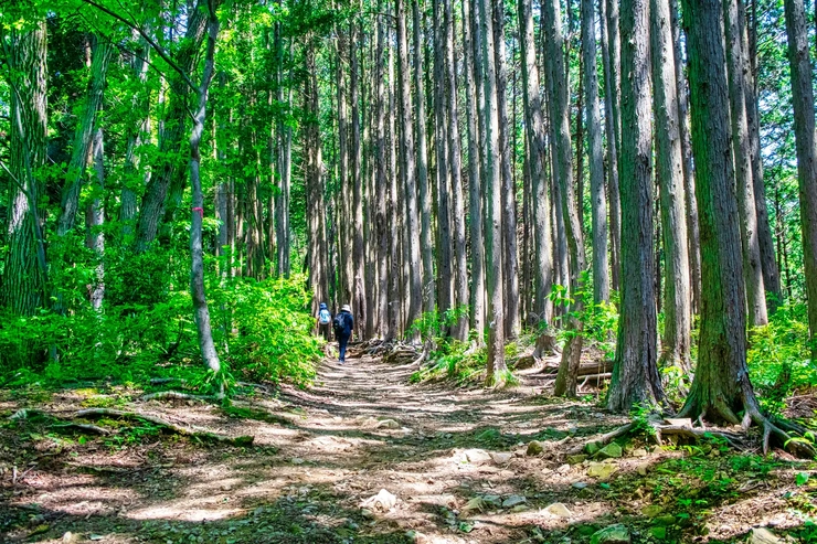 景信山 1人登山