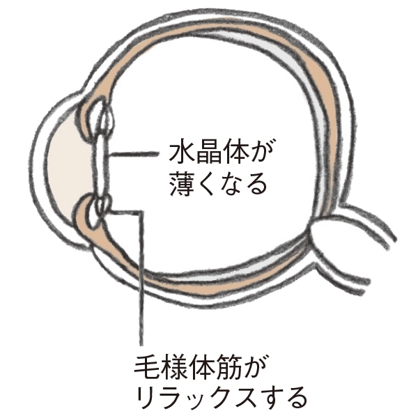 遠くを見るときの目の筋肉