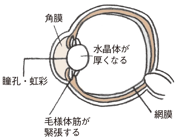 近くを見るときの目の筋肉