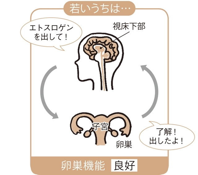 若いうちは卵巣機能良好