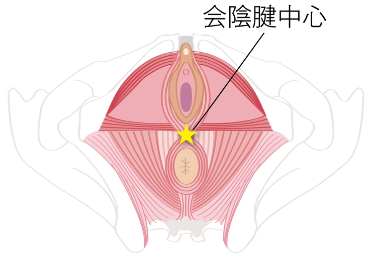 会陰腱中心を触って動かせてるかチェック