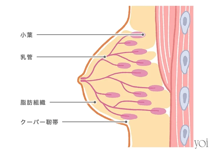 クーパー靭帯 乳腺