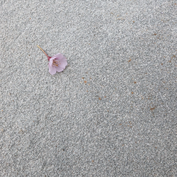 落ちている桜