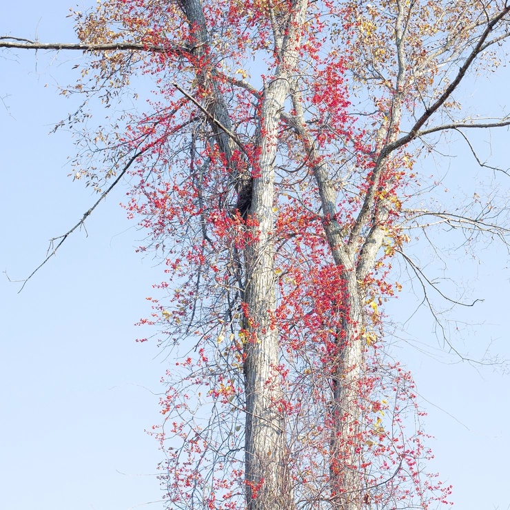 木に絡まる細い枝が紅葉している、吉川さんの写真