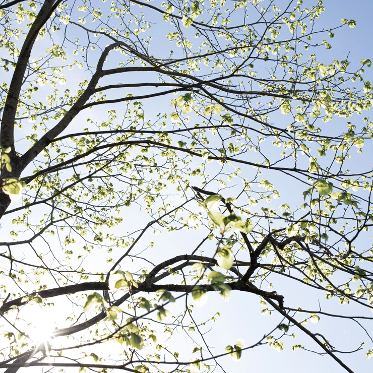 薄緑に芽吹く、コネチカットの森の木