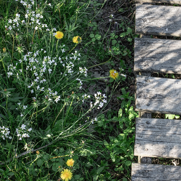 吉川さんが大好きというボードウォークのわきに咲く花