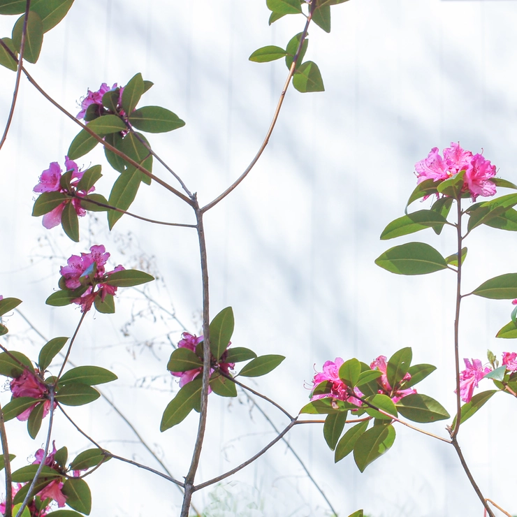 コネチカットの吉川さん自宅に咲くつつじ