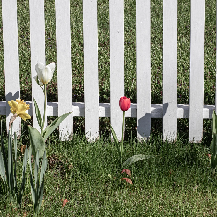 色とりどりのチューリップの写真