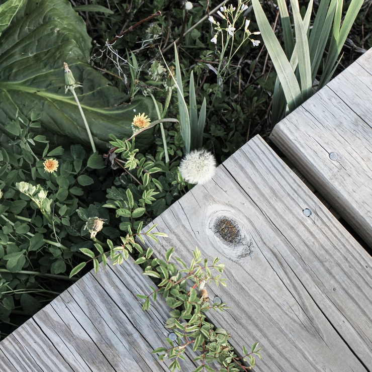 ボードウォークと自然との境界線