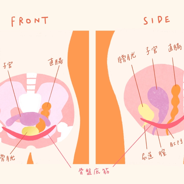 骨盤底筋の図解