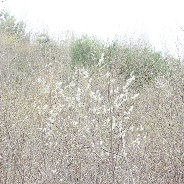 ポツンと咲く白い花