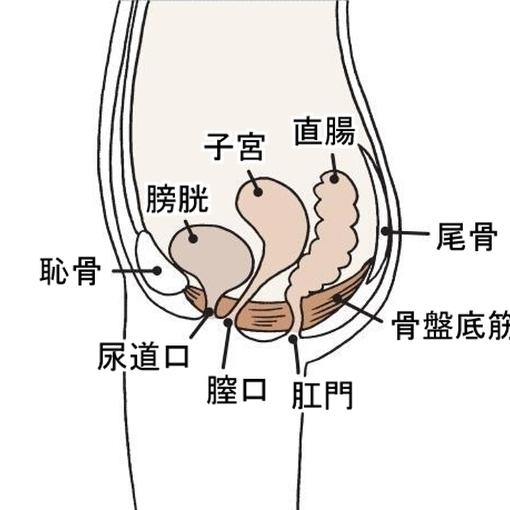 骨盤底筋とそのまわりの臓器