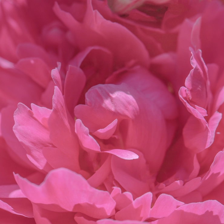 濃いピンク色の芍薬の花びら写真