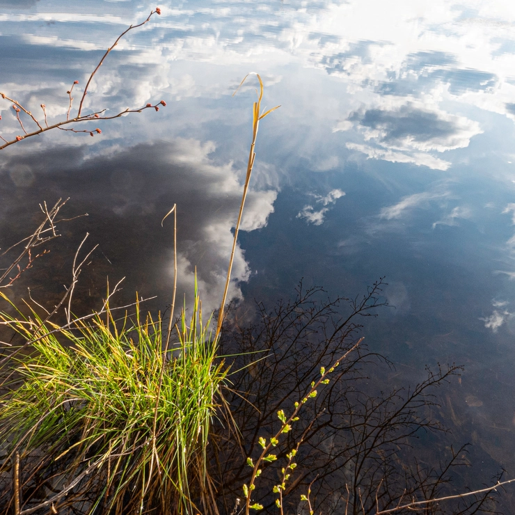 水面に映る空と水草