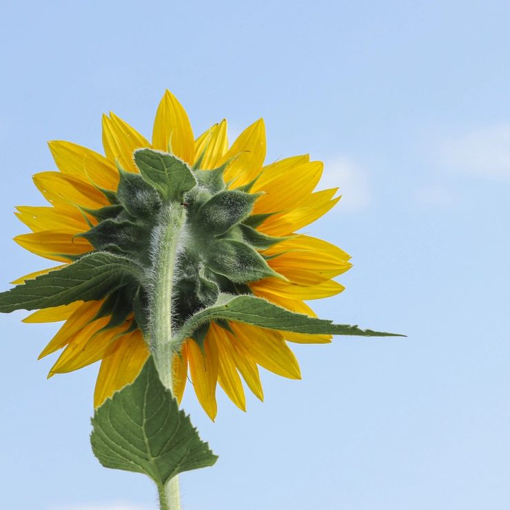 青空に向かって咲くひまわり