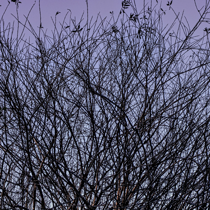 藪の枝の合間から透けて見える夕暮れの光