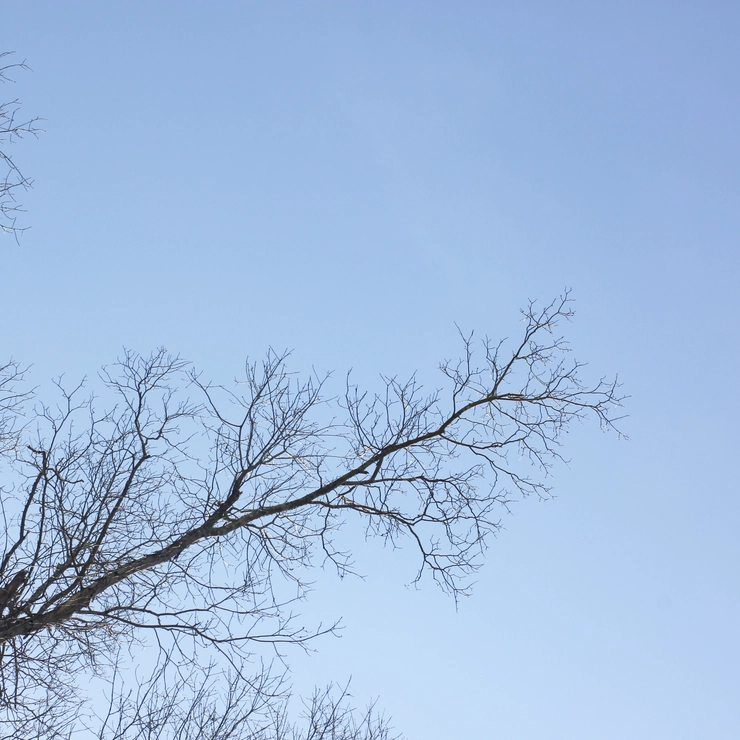 葉の落ちた木の枝越しに見上げた青い空