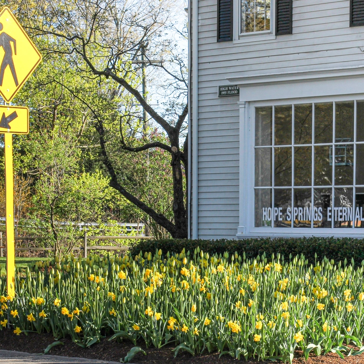 道に咲く黄色いチューリップ