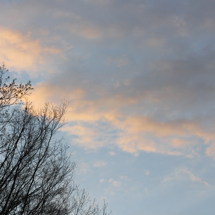 コネチカットの森に広がる夕焼け空。